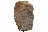 Fossil Triceratops Limb Section w/ Metal Stand - South Dakota #350617-1